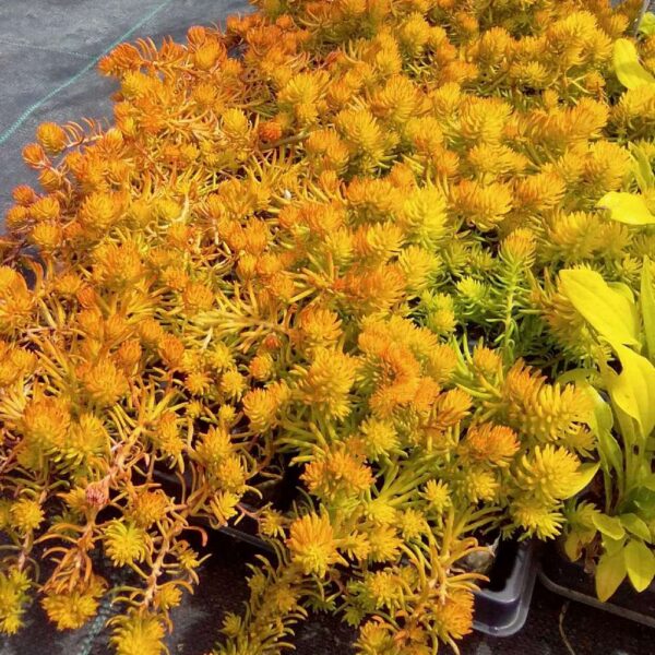Sedum reflexum  'Yellow Cushion'