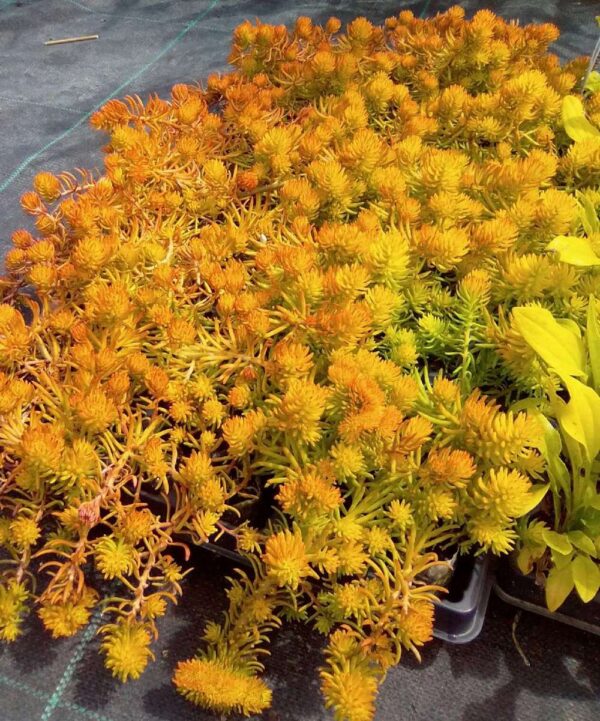 Sedum reflexum  'Yellow Cushion'