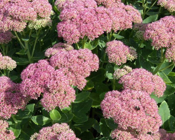 Sedum spectabile 'Brillant'