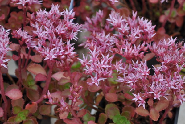 Sedum spurium 'Purpurteppich'