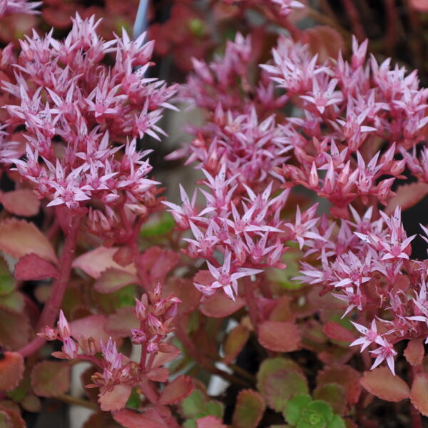 Sedum spurium 'Purpurteppich'