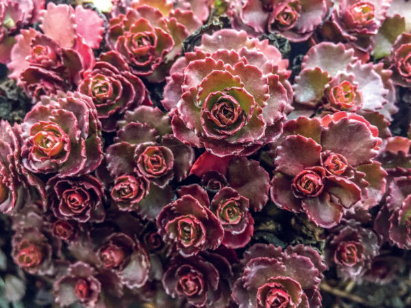 Sedum spurium  'Ruby Mantle'