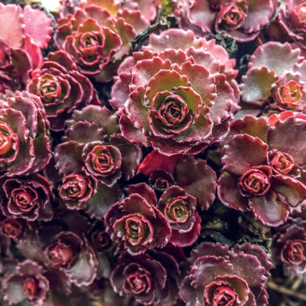 Sedum spurium  'Ruby Mantle'