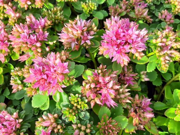 Sedum spurium 'Splendens'