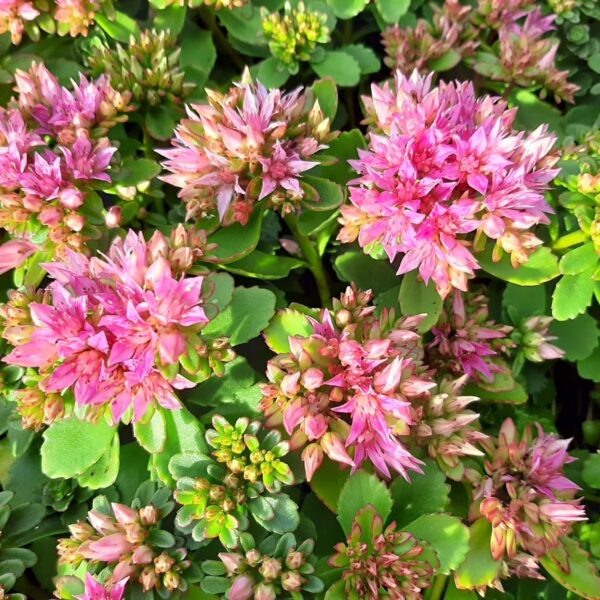 Sedum spurium 'Splendens'