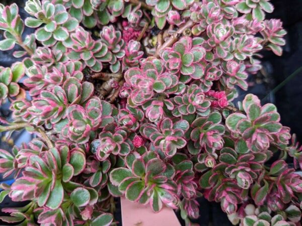 Sedum spurium 'Tricolor'