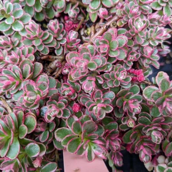 Sedum spurium 'Tricolor'