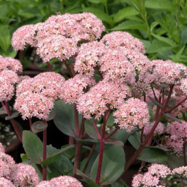 Sedum telephium 'Matrona'