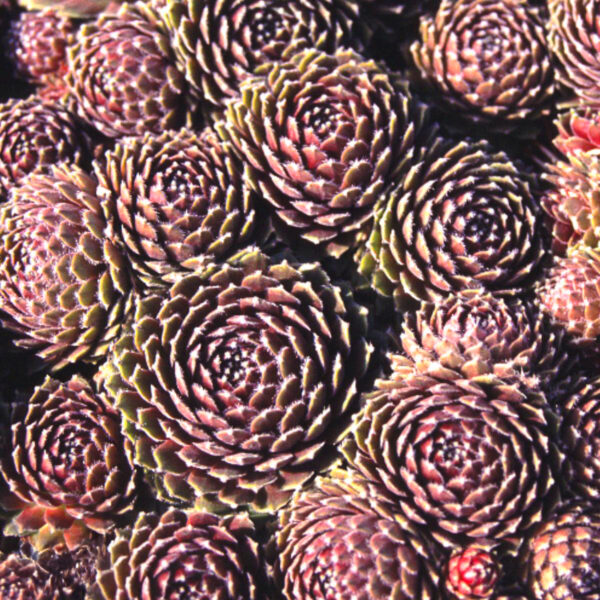 Sempervivum 'Hey Hey'