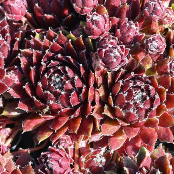 Sempervivum 'Silber Karneol'