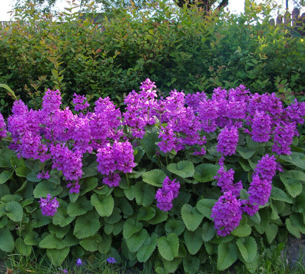 Stachys grandiflora 'Superba'