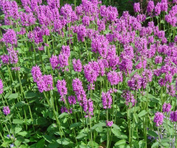 Stachys monieri 'Hummelo'