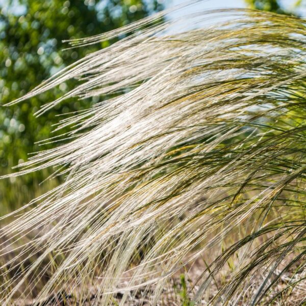 Stipa capillata