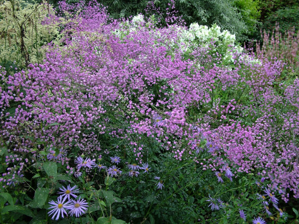 Thalictrum Delavayi