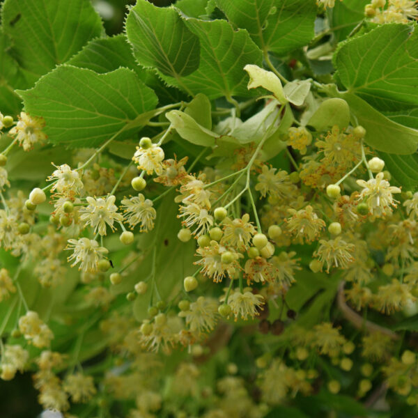 Tilia cordata