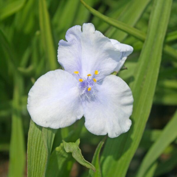 Tradescantia andersonia 'Ocean Blue'