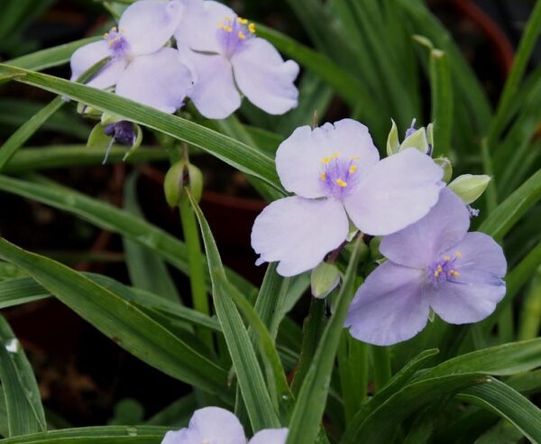 Tradescantia andersonia 'Osprey'