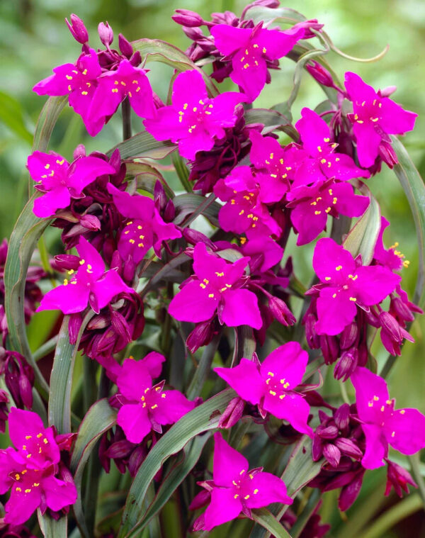 Tradescantia andersonia 'Red Grape'