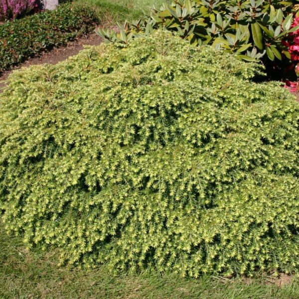 Tsuga canadensis 'Nana'