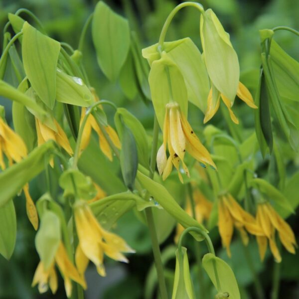 Uvularia grandiflora 'Pallida'