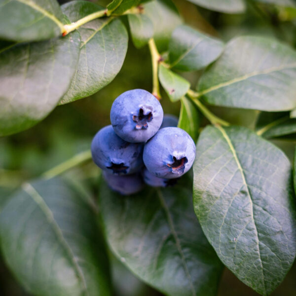 Vaccinium corymbosum 'Blue jay'