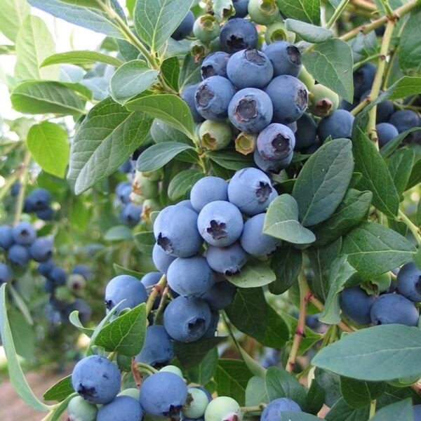 Vaccinium corymbosum 'Colour Bells Blue'