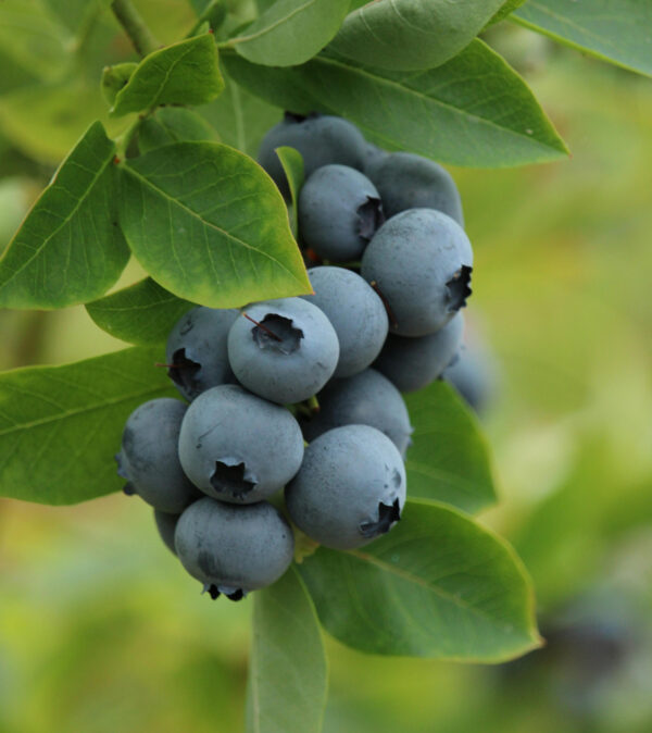 Vaccinium corymbosum 'Duke'