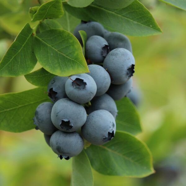 Vaccinium corymbosum 'Duke'