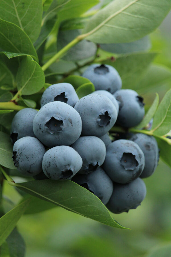 Vaccinium corymbosum 'Early Blue'