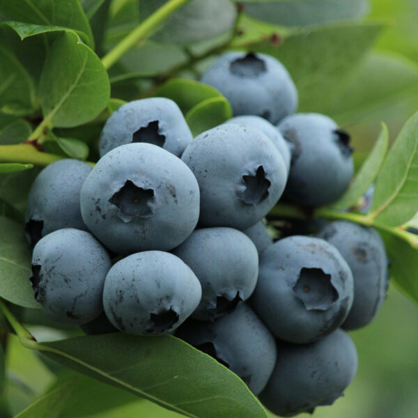 Vaccinium corymbosum 'Early Blue'