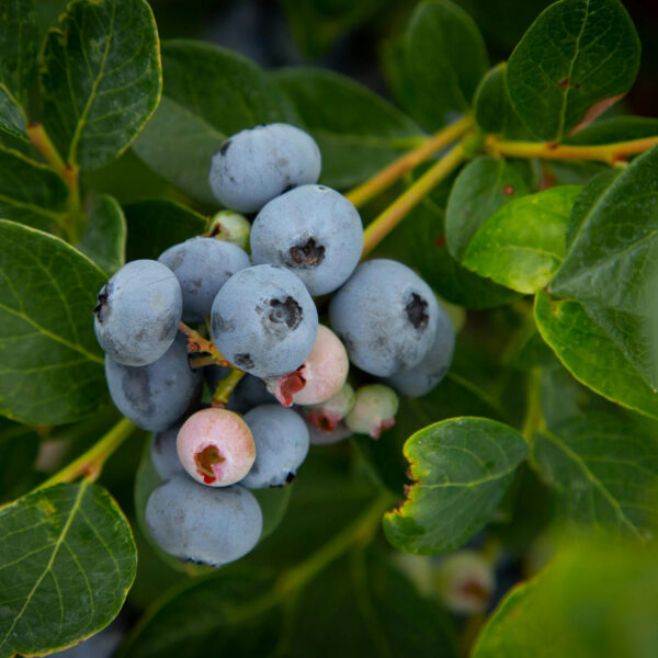 Vaccinium corymbosum 'Hannah´s Choice'