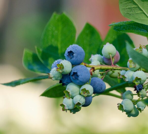 Vaccinium corymbosum 'Nelson'