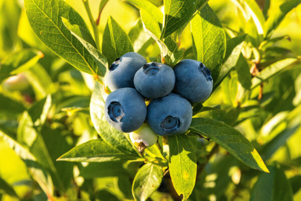 Vaccinium corymbosum  'Patriot'