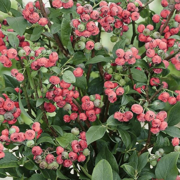 Vaccinium corymbosum 'Pink Lady'