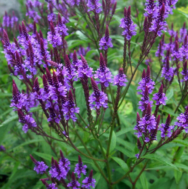 Verbena hastata