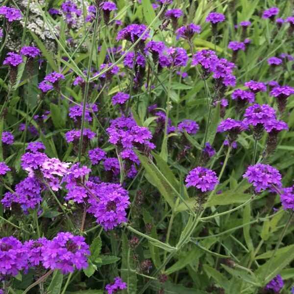 Verbena rigida