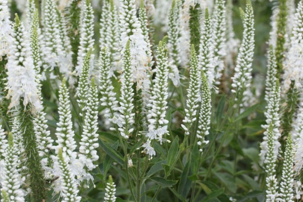 Veronica spicata 'Alba'