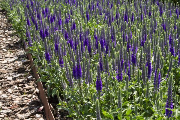 Veronica spicata  'Anniversary Blue'