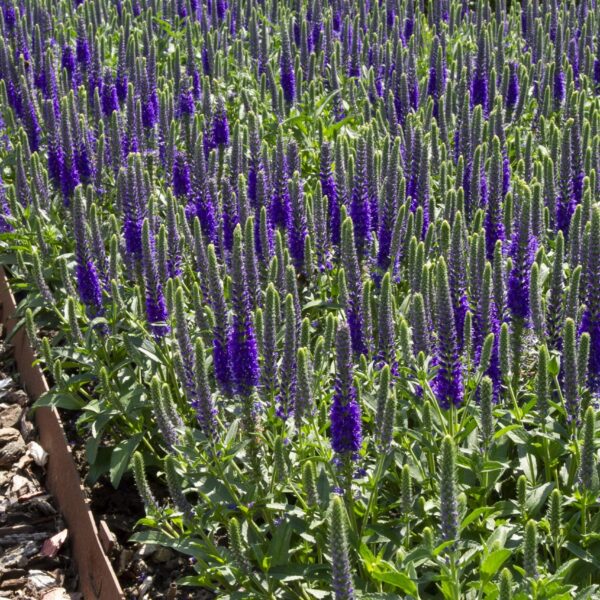 Veronica spicata  'Anniversary Blue'