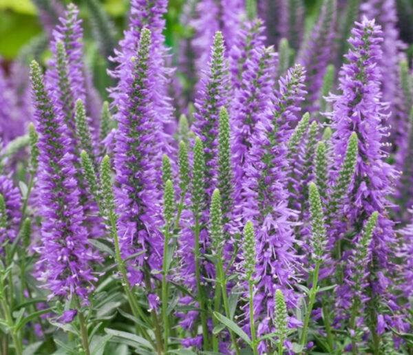 Veronica spicata  'Nana Blau teppich'