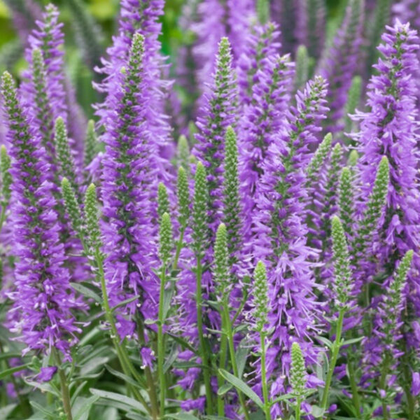 Veronica spicata  'Nana Blau teppich'