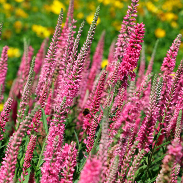 Veronica spicata  'Rosa Zwerg'