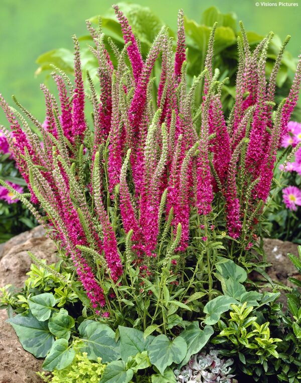 Veronica spicata  'Rotfuchs'