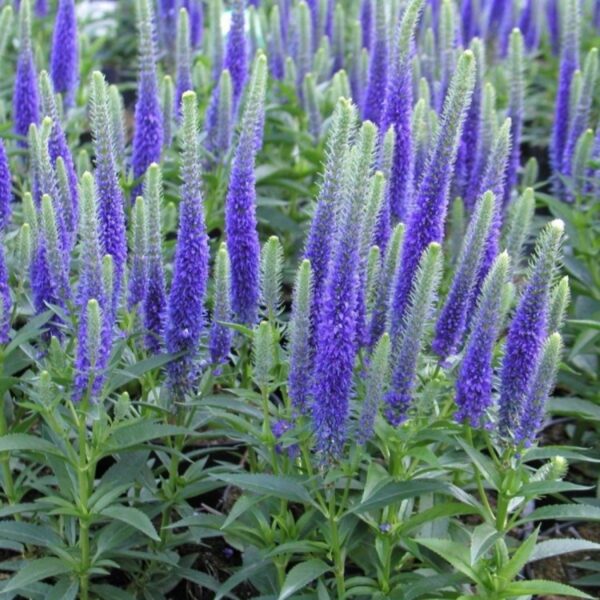 Veronica spicata  'Ulster Dwarf Blue'