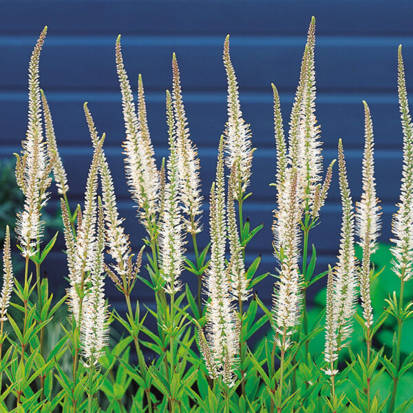 Veronicastrum virginicum  'Album'