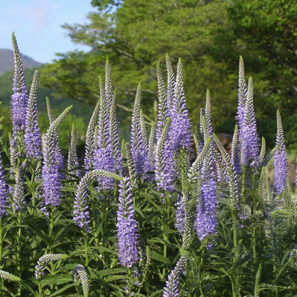 Veronicastrum virginicum  'Lavendel wolke'