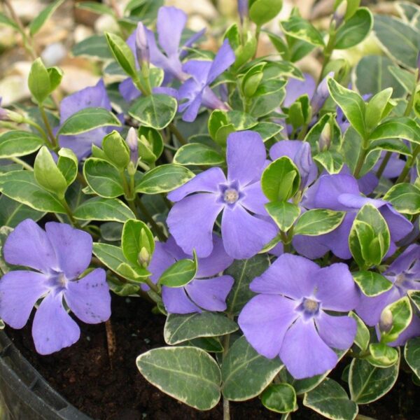 Vinca minor  'Blue and Gold'