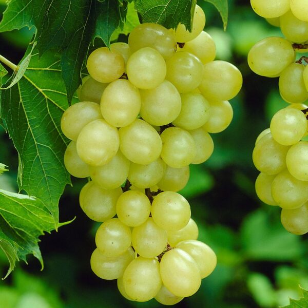 Vitis vinifera 'Jubilei Novgoroda'