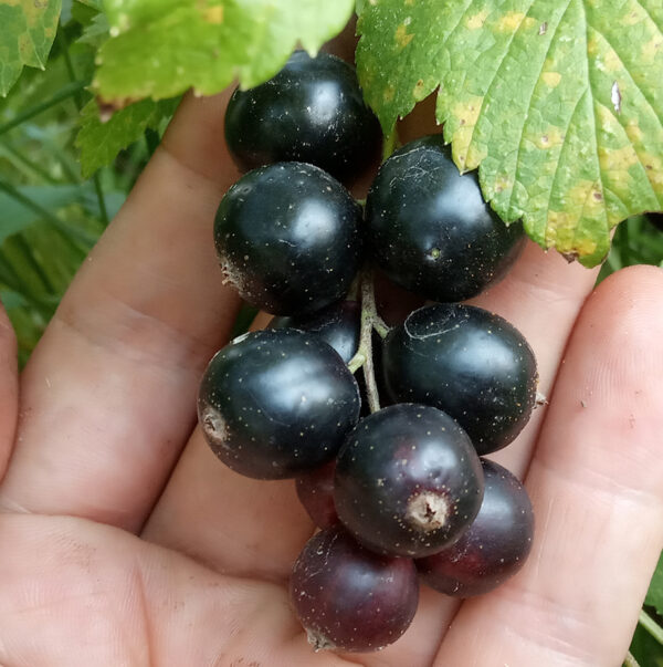 Ribes nigrum  'Lentjai'