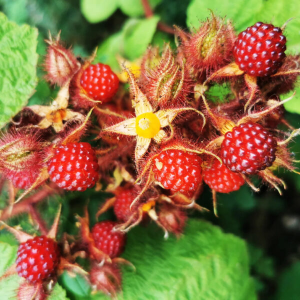 Rubus Phoenicolasius